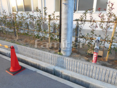 シンボルツリー シマトネリコ 生垣 レッドロビン