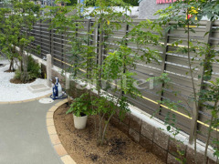 シンボルツリー シマトネリコ シラカシ 常緑樹 植栽